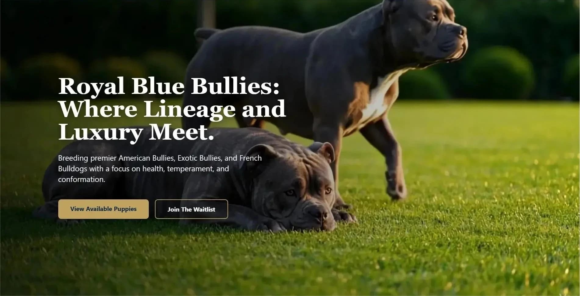 Royal Blue Bullies: A First and Last Marketing Digital Masterclass